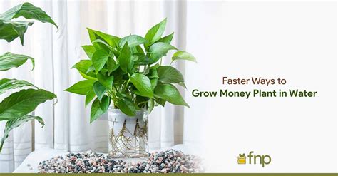 moneyplant777|The Complete Chinese Money Plant Plant Care Guide: Water, .